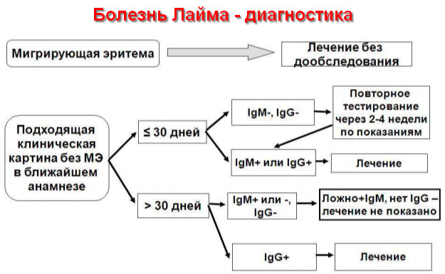 диагностика клещевого боррелиоза