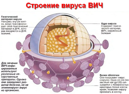 строение вируса ВИЧ