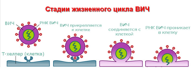 возбудитель ВИЧ инфекции и СПИДа