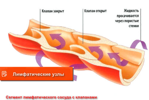 лимфатические узлы