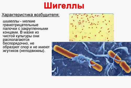 Эпидемиология шигеллеза