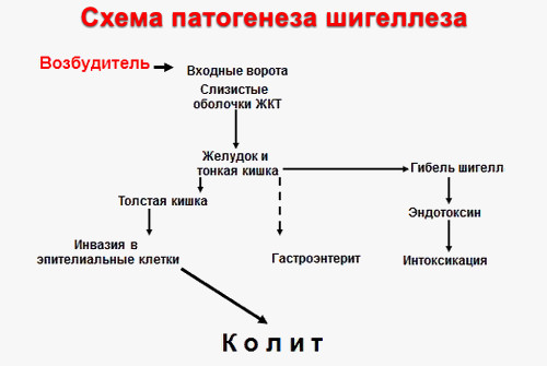 Патогенез шигеллеза