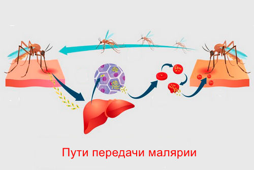 Пути передачи возбудителя