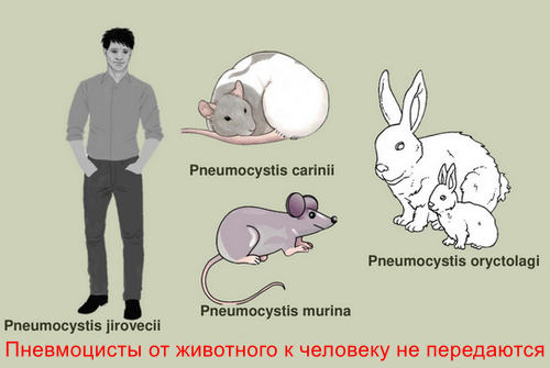 Пневмоцистоз что это