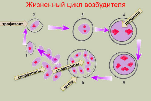Возбудитель пневмоцистоза