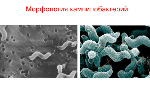 Возбудитель кампилобактериоза