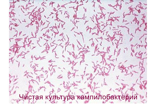 Патогенез кампилобактериоза