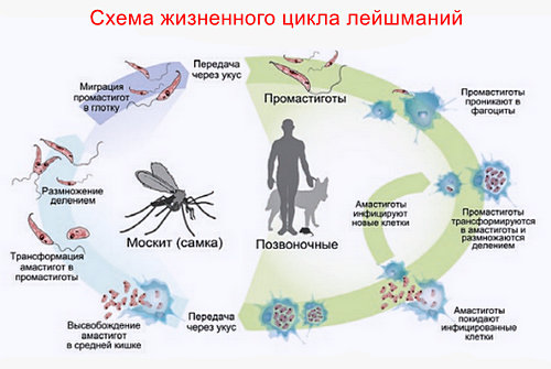 Характеристика возбудителя