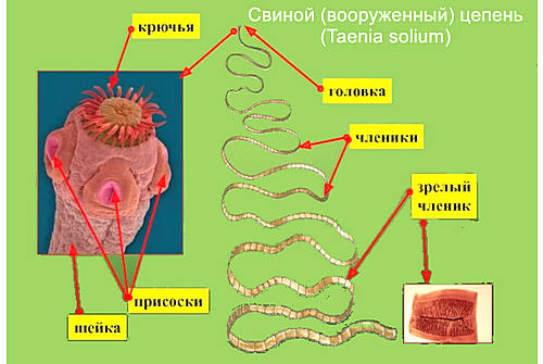 Характеристики ленточных червей