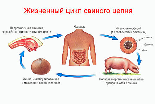 Жизненный цикл свиного цепня