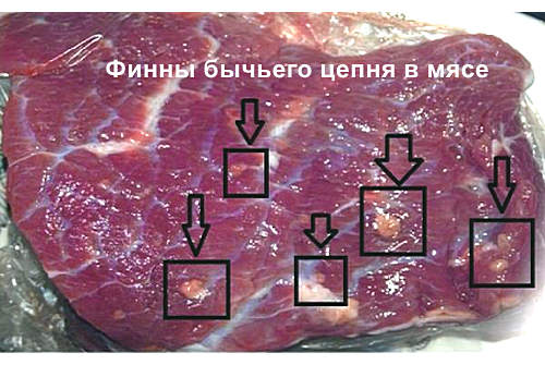 Финны бычьего цепня в мясе говядины