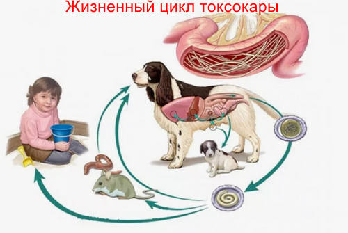 Жизненный цикл токсокары