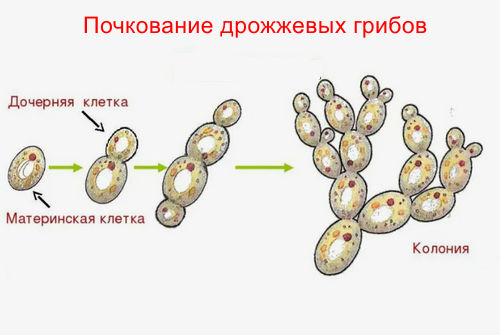 Кандидоз – Лабораторная диагностика