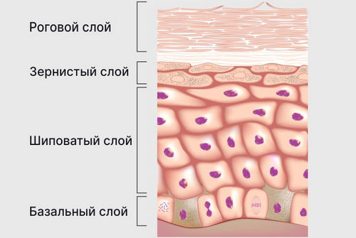 Кожа и ее особенности