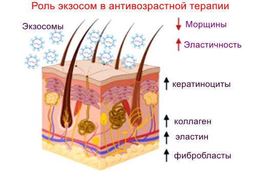 Экзосомы против старения кожи