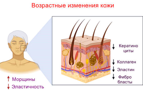 Механизмы старения кожи