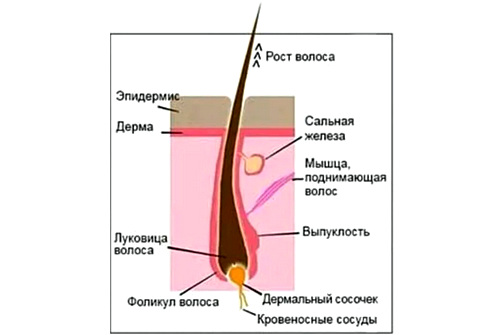Фолликул – основа волоса