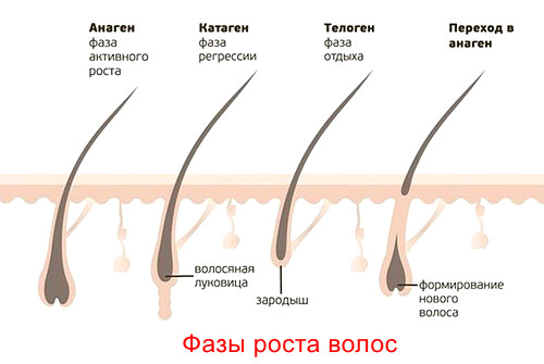 Цикличность роста волос