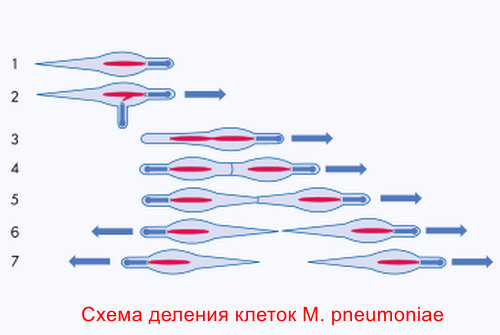 история исследования микоплазмы
