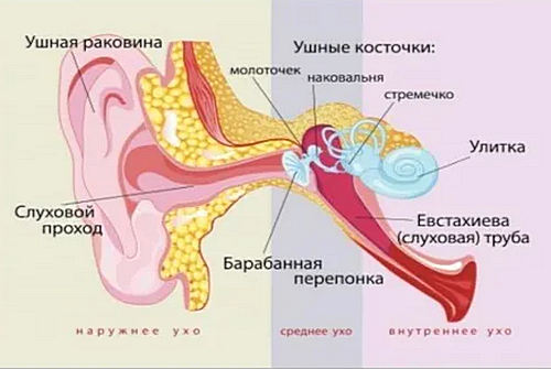 Анатомия уха