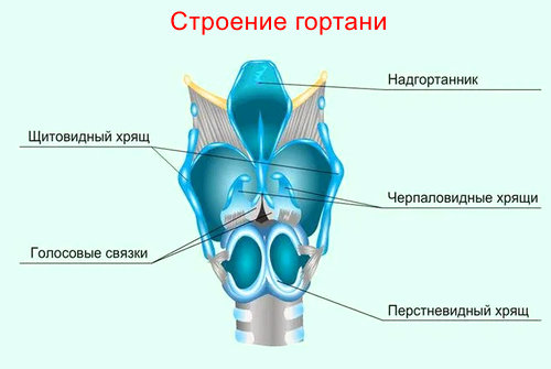 Гортань анатомия
