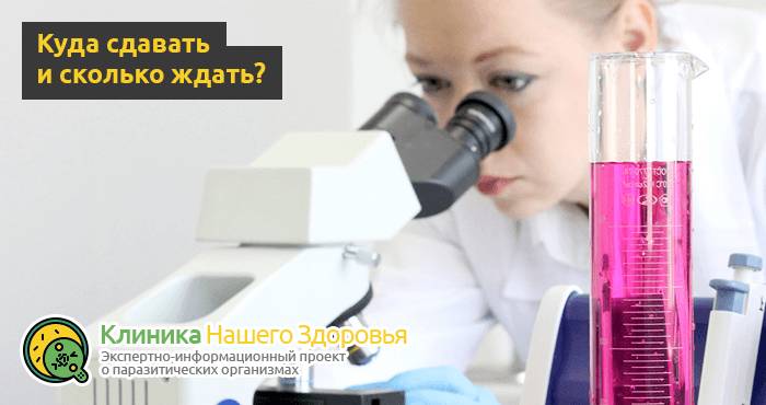 Анализ кала на яйца глист: где и как сдавать анализ на глистов