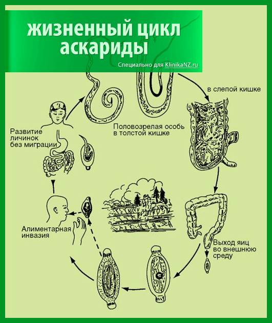 Особенности и методы анализа на антитела к аскаридам