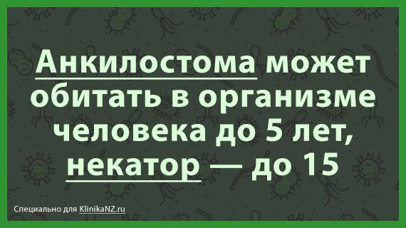 Анкилостомидоз: симптомы и лечение, особенности и развитие