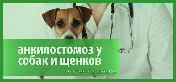 Анкилостомоз у животных: симптомы и лечение кошек и собак
