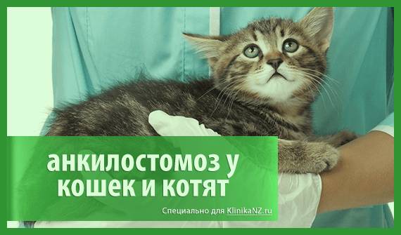 Анкилостомоз у животных: симптомы и лечение кошек и собак