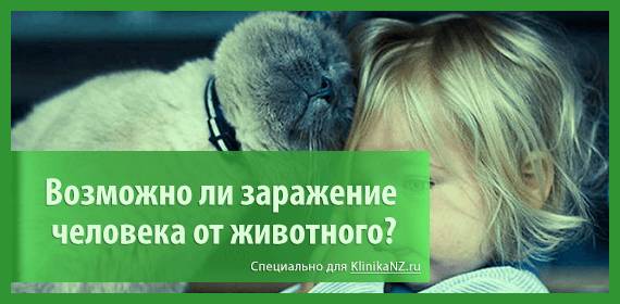 Анкилостомоз у животных: симптомы и лечение кошек и собак