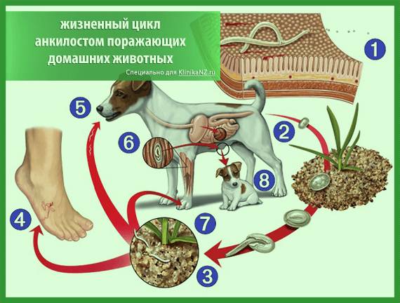 Анкилостомоз у животных: симптомы и лечение кошек и собак