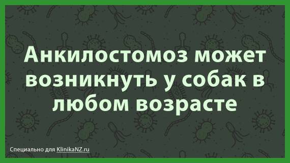 Анкилостомоз у животных: симптомы и лечение кошек и собак