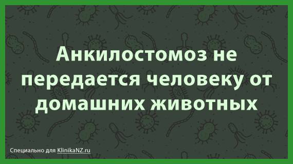 Анкилостомоз у животных: симптомы и лечение кошек и собак