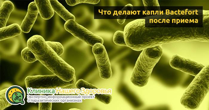Bactefort — капли от паразитов: цена, отзывы и инструкция