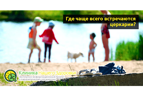 Где чаще всего встречаются церкарии