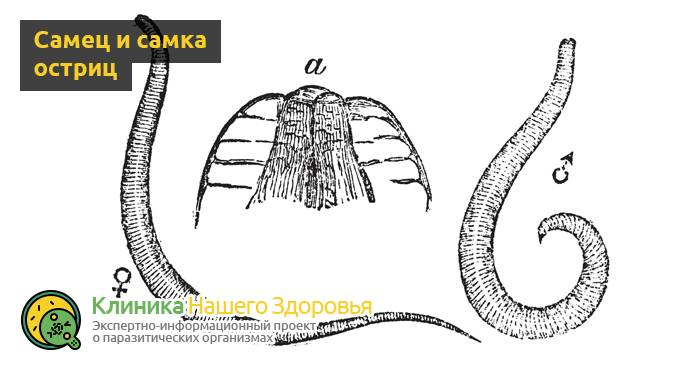 Энтеробиоз: симптомы, причины, лечение и профилактика