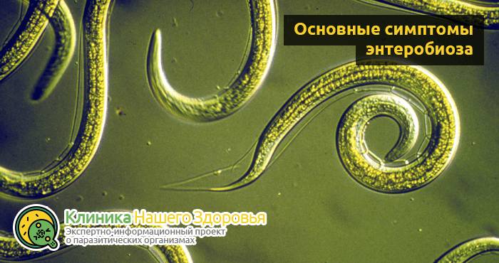 Энтеробиоз: симптомы, причины, лечение и профилактика
