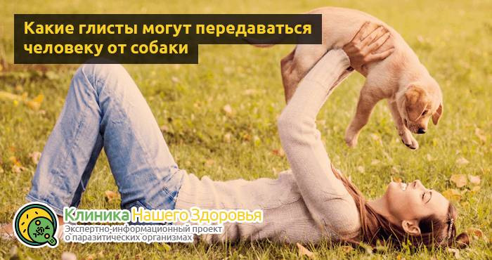 Передаются ли глисты от собаки к человеку? Можно ли заразиться?