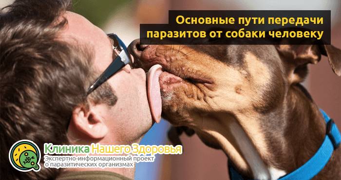 Передаются ли глисты от собаки к человеку? Можно ли заразиться?