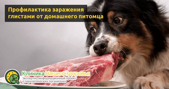 Передаются ли глисты от собаки к человеку? Можно ли заразиться?