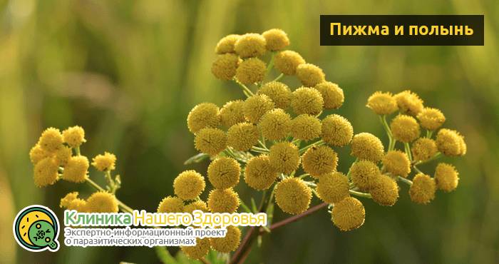 Профилактика глистов у взрослых: лекарства, таблетки и народные средства