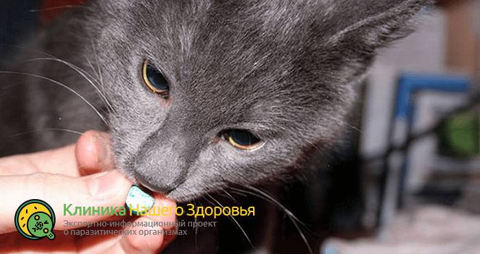 Глисты у кошек: виды, профилактика, симптомы и лечение гельминтов
