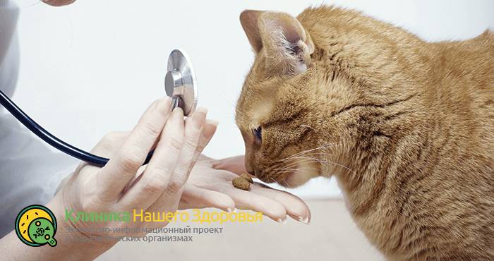 Глисты у кошек: виды, профилактика, симптомы и лечение гельминтов