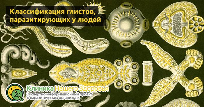 Глисты в кале: как выглядят яйца глистов и взрослые гельминты?