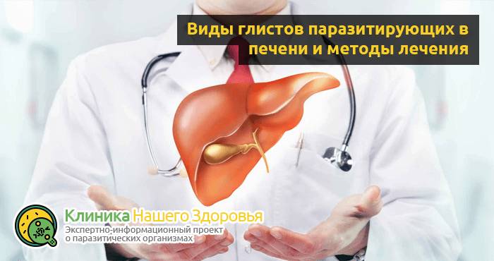 Глисты в печени: симптомы, виды и лечение печеночных паразитов