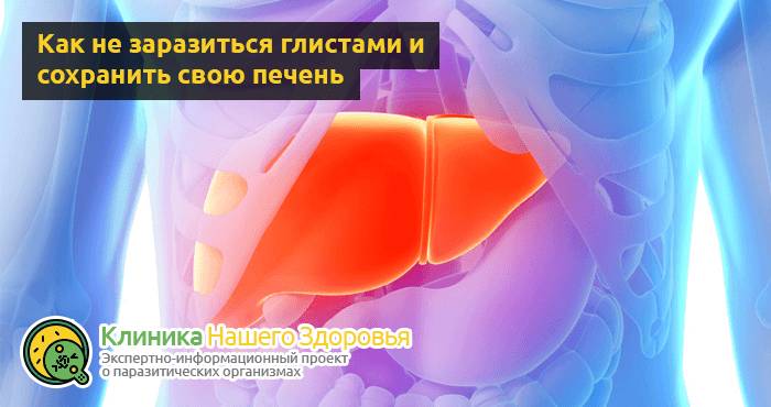 Глисты в печени: симптомы, виды и лечение печеночных паразитов