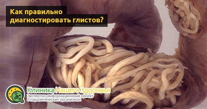 Касторка с коньяком: очищение организма от паразитов и глистов