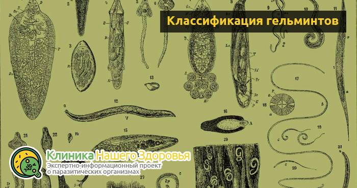 Касторка с коньяком: очищение организма от паразитов и глистов
