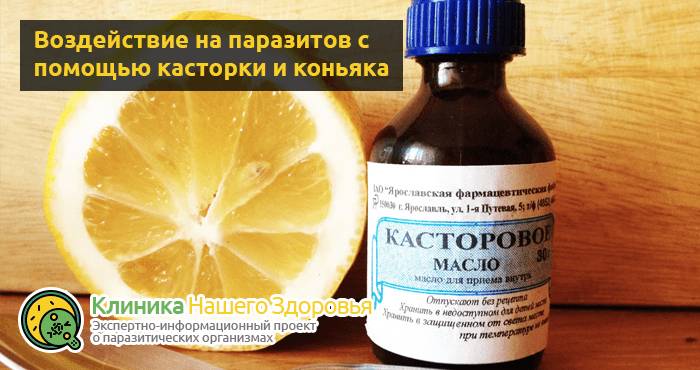 Касторка с коньяком: очищение организма от паразитов и глистов